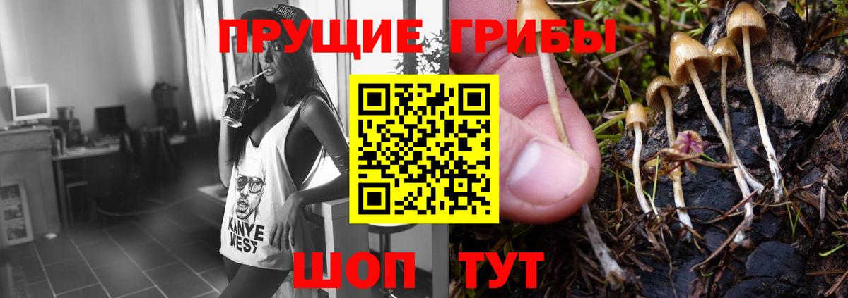 Галлюциногенные грибы Cubensis  Галлюциногенные грибы прущие грибы  Новороссийск  Вход с VPN 